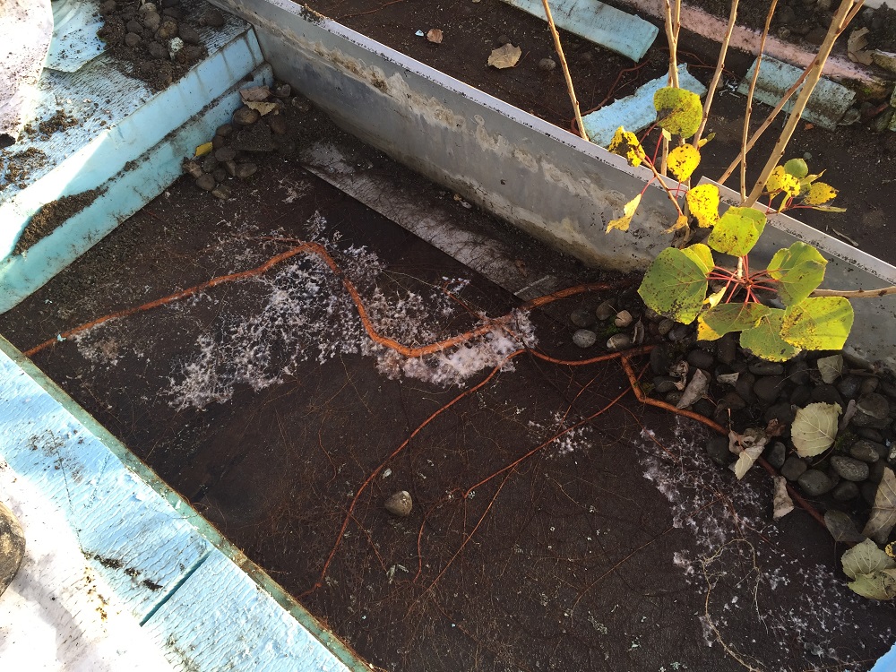 Dachservice/ -unterhalt